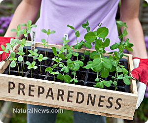 Preparedness-Garden-Leafy-Greens